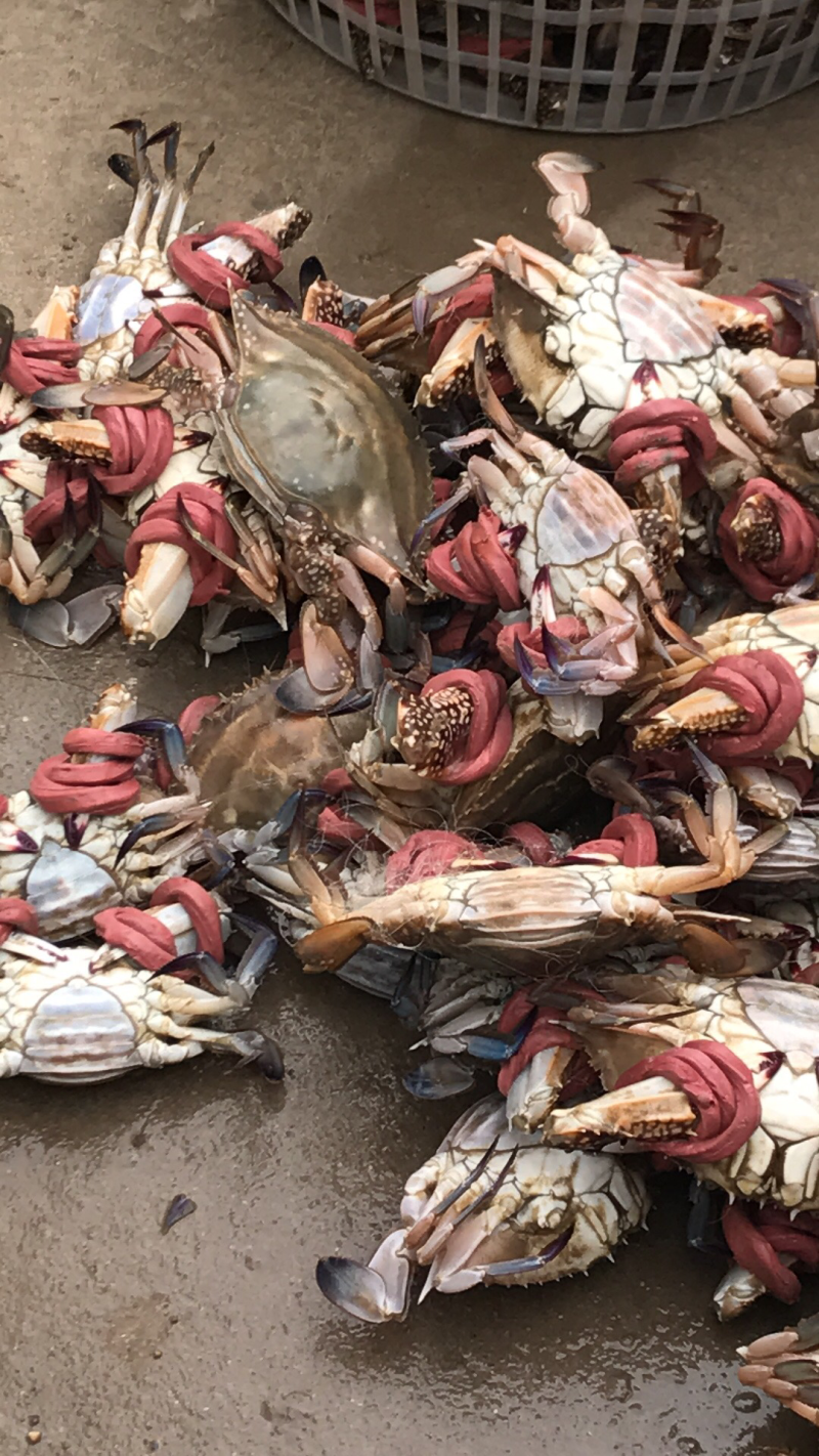 梭子蟹食用鲜货