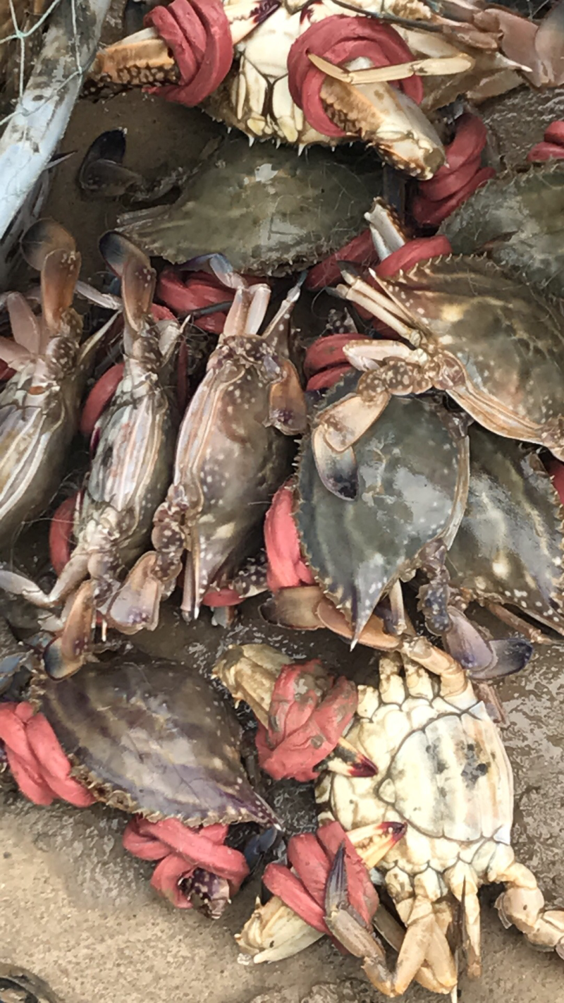 梭子蟹食用鲜货