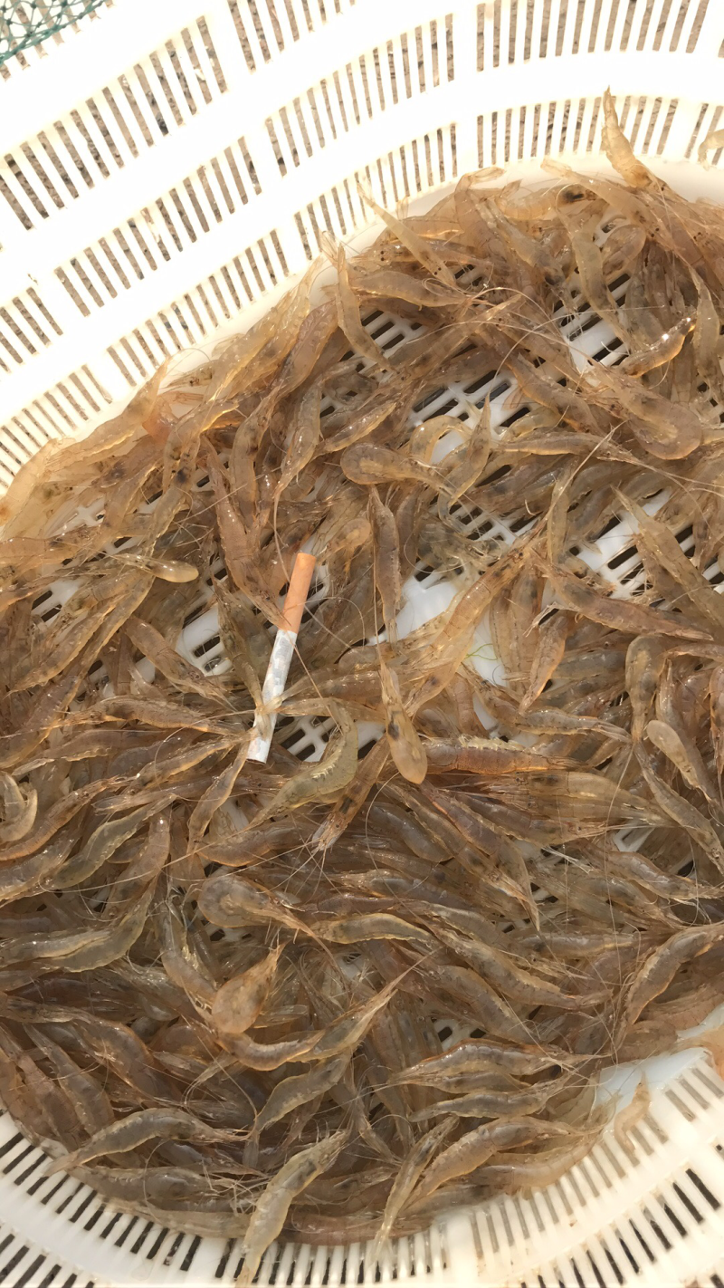 白米虾
