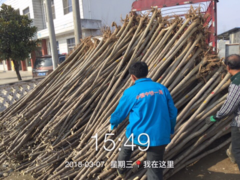 七叶树2020年9月13号更新价格