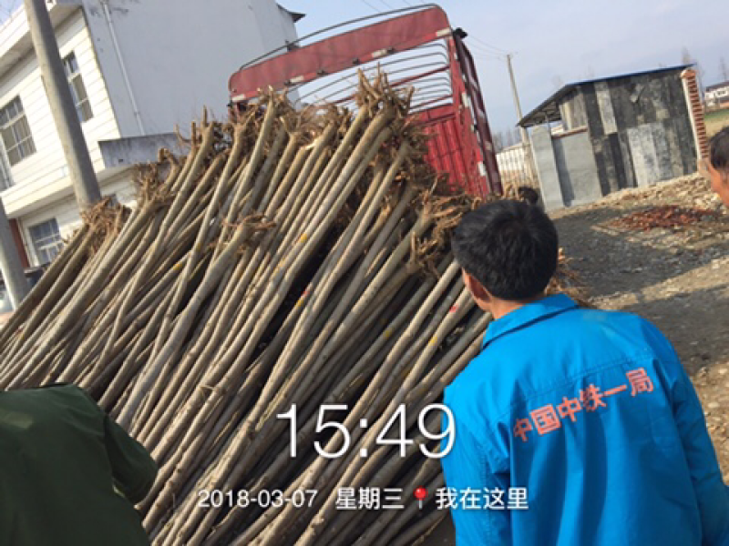 七叶树2020年9月13号更新价格