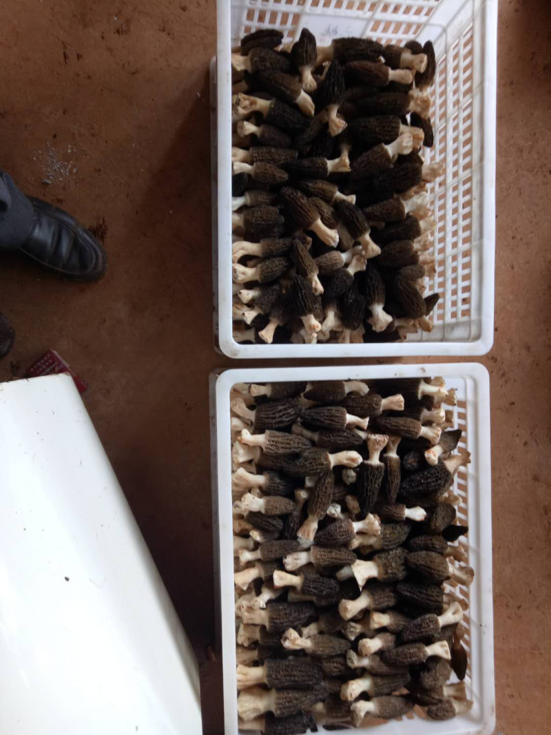 鲜羊肚大量供应