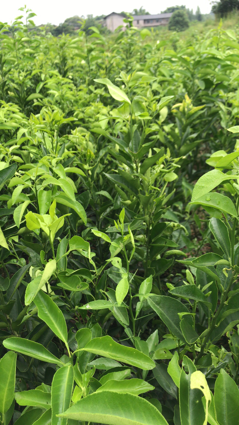 大量直销沃柑橘苗、香橙枮