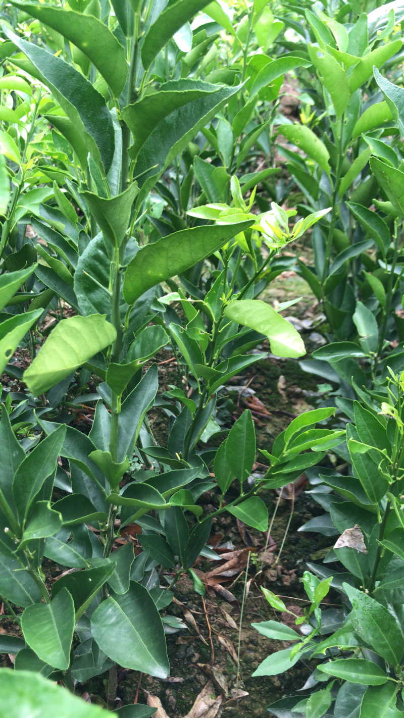 大量直销沃柑橘苗、香橙枮