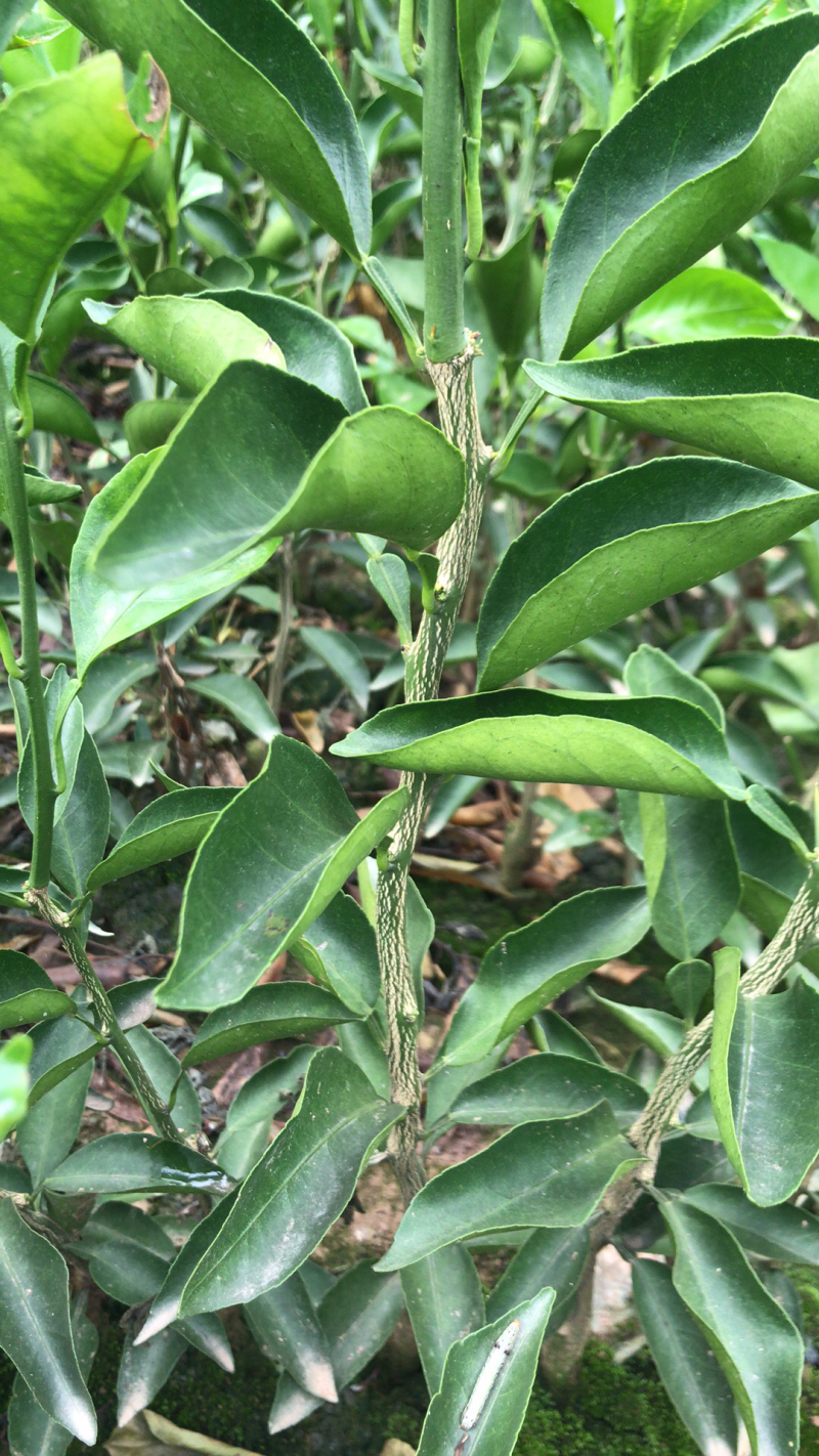 大量直销沃柑橘苗、香橙枮