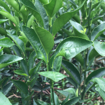 大量直销沃柑橘苗、香橙枮