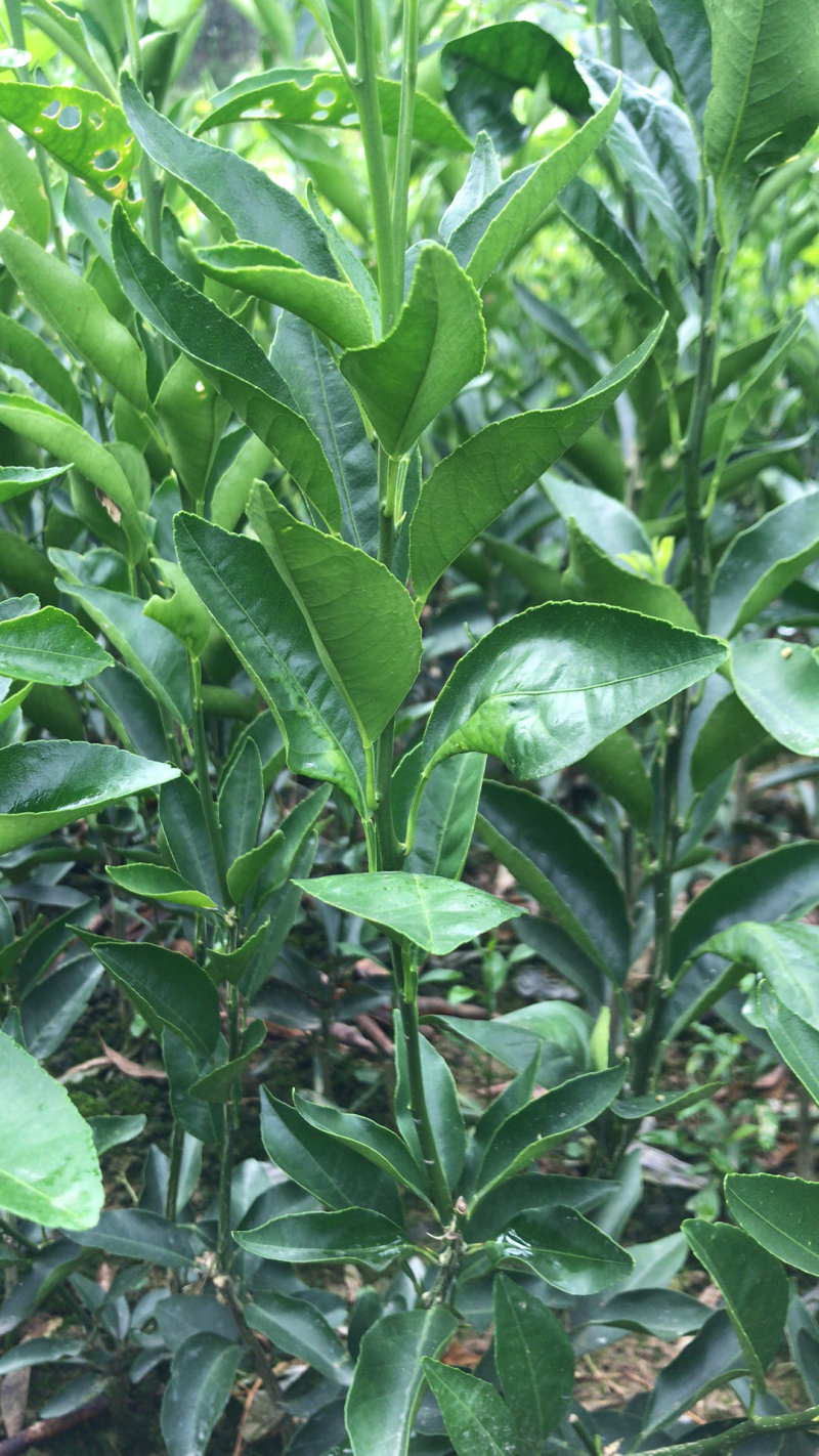 大量直销沃柑橘苗、香橙枮