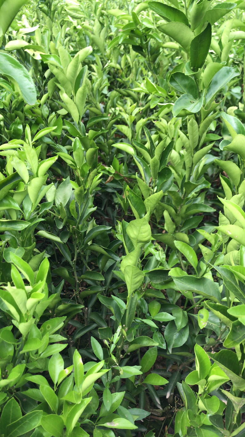 大量直销沃柑橘苗、香橙枮