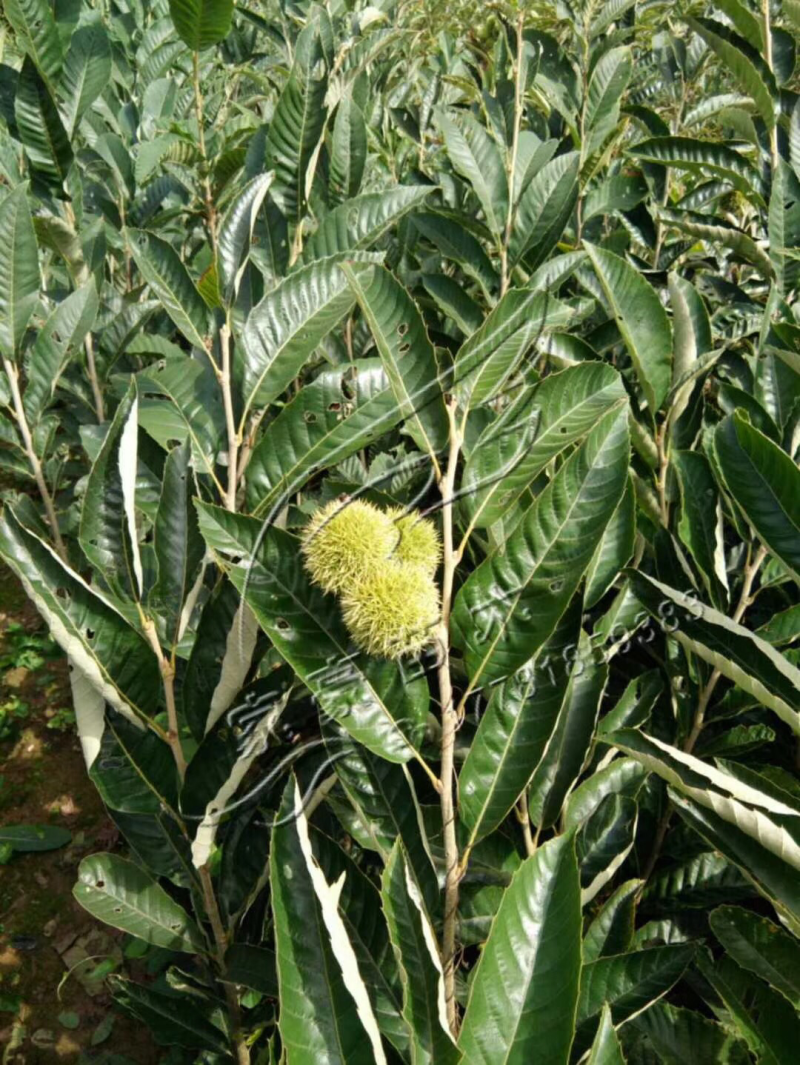 大量出售嫁接板栗苗、实生板栗苗