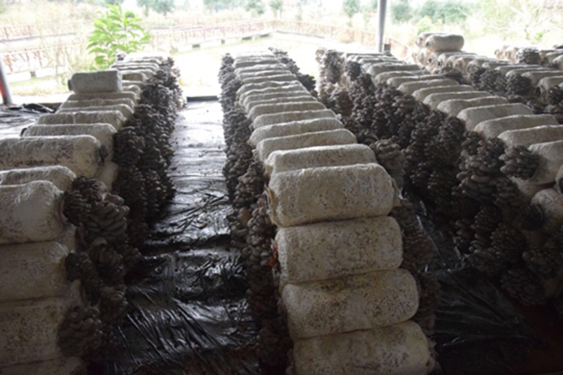 安徽平菇原种平菇栽培种平菇菌种基地直接发货