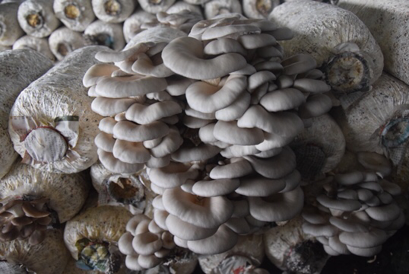 安徽平菇原种平菇栽培种平菇菌种基地直接发货
