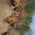 土鸡9~12月