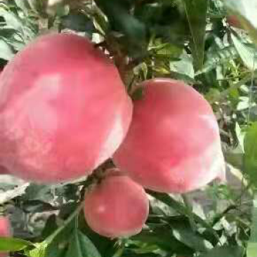 大棚油桃