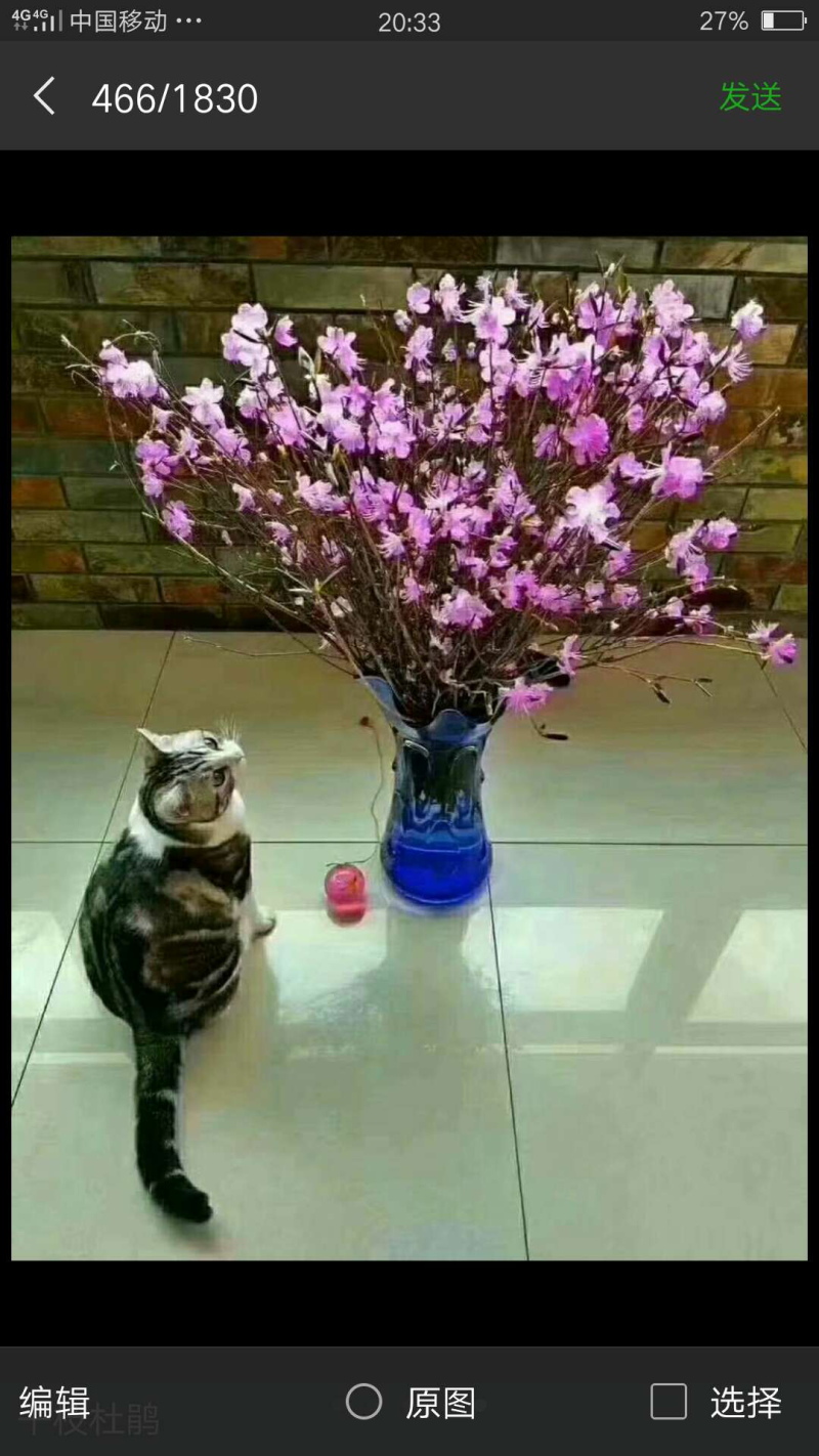 干花杜鹃