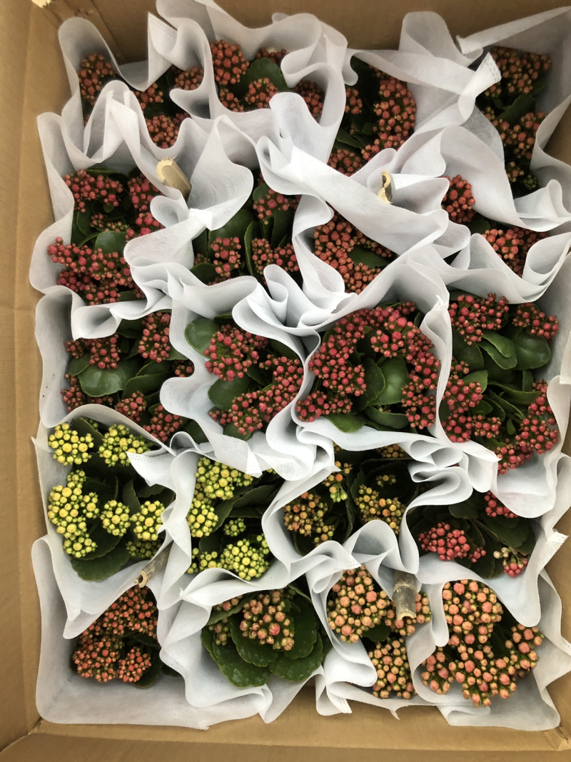 120#长寿花
