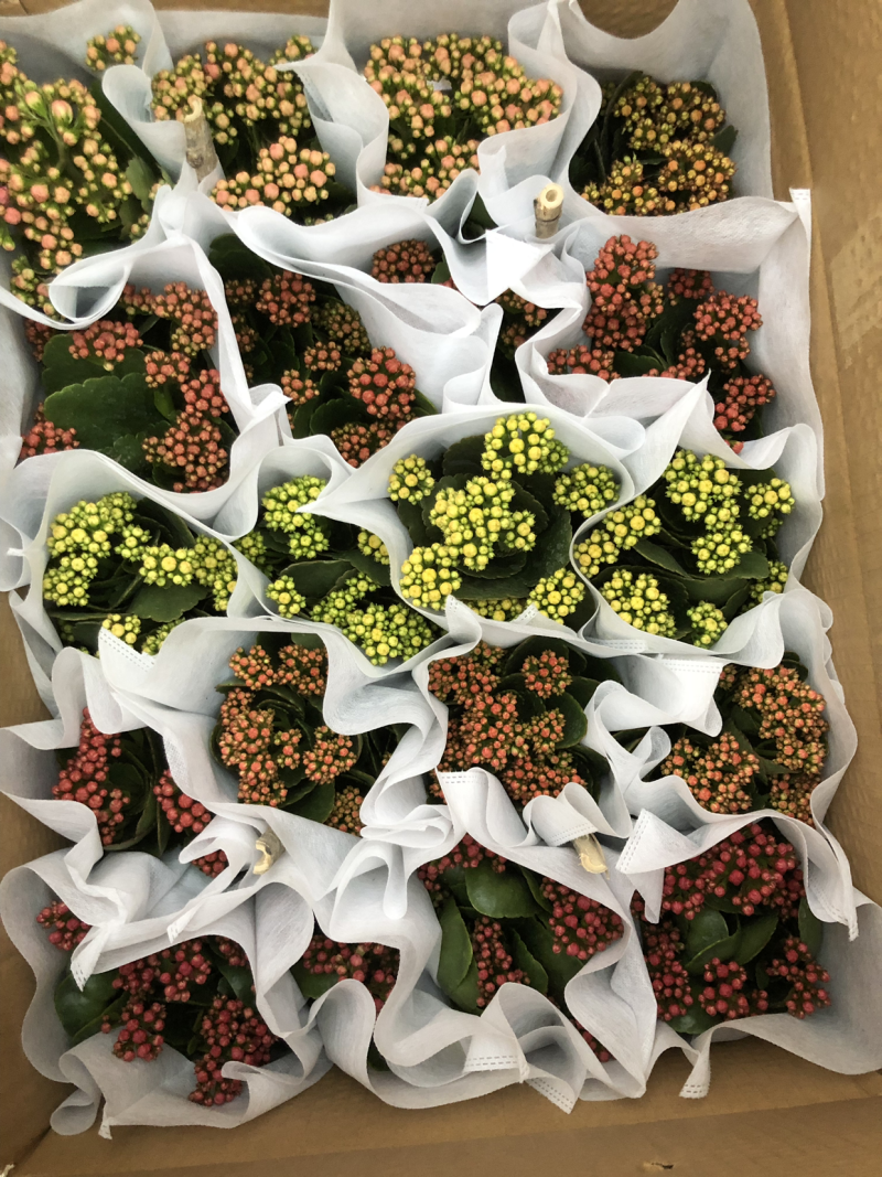120#长寿花