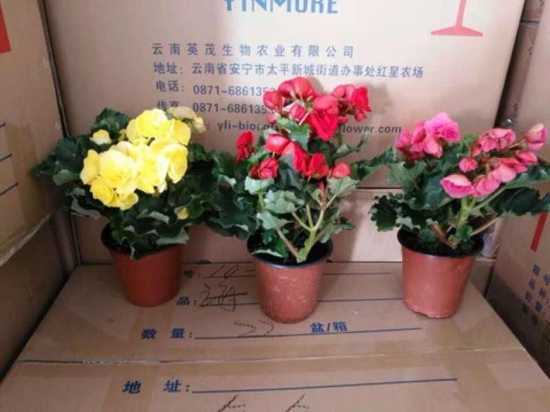 丽格海棠140#
