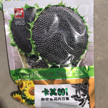 601杂交食用向日葵种子高产抗病籽粒大