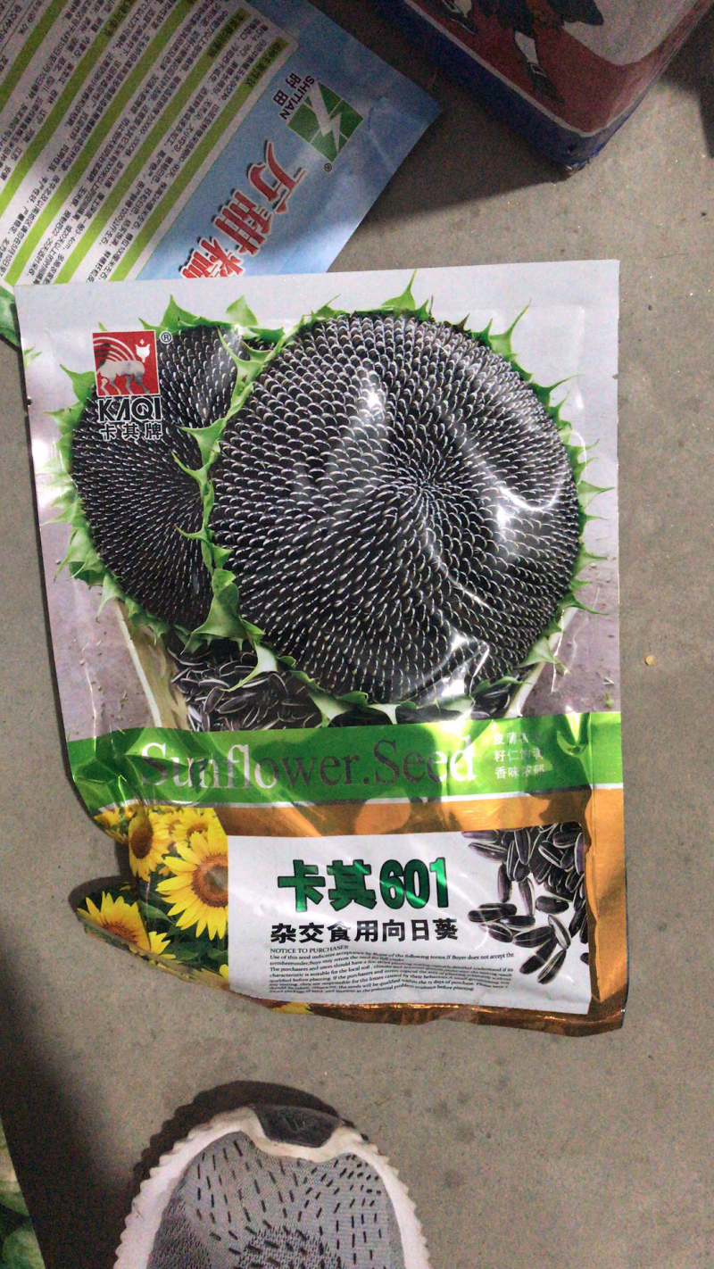 601杂交食用向日葵种子高产抗病籽粒大