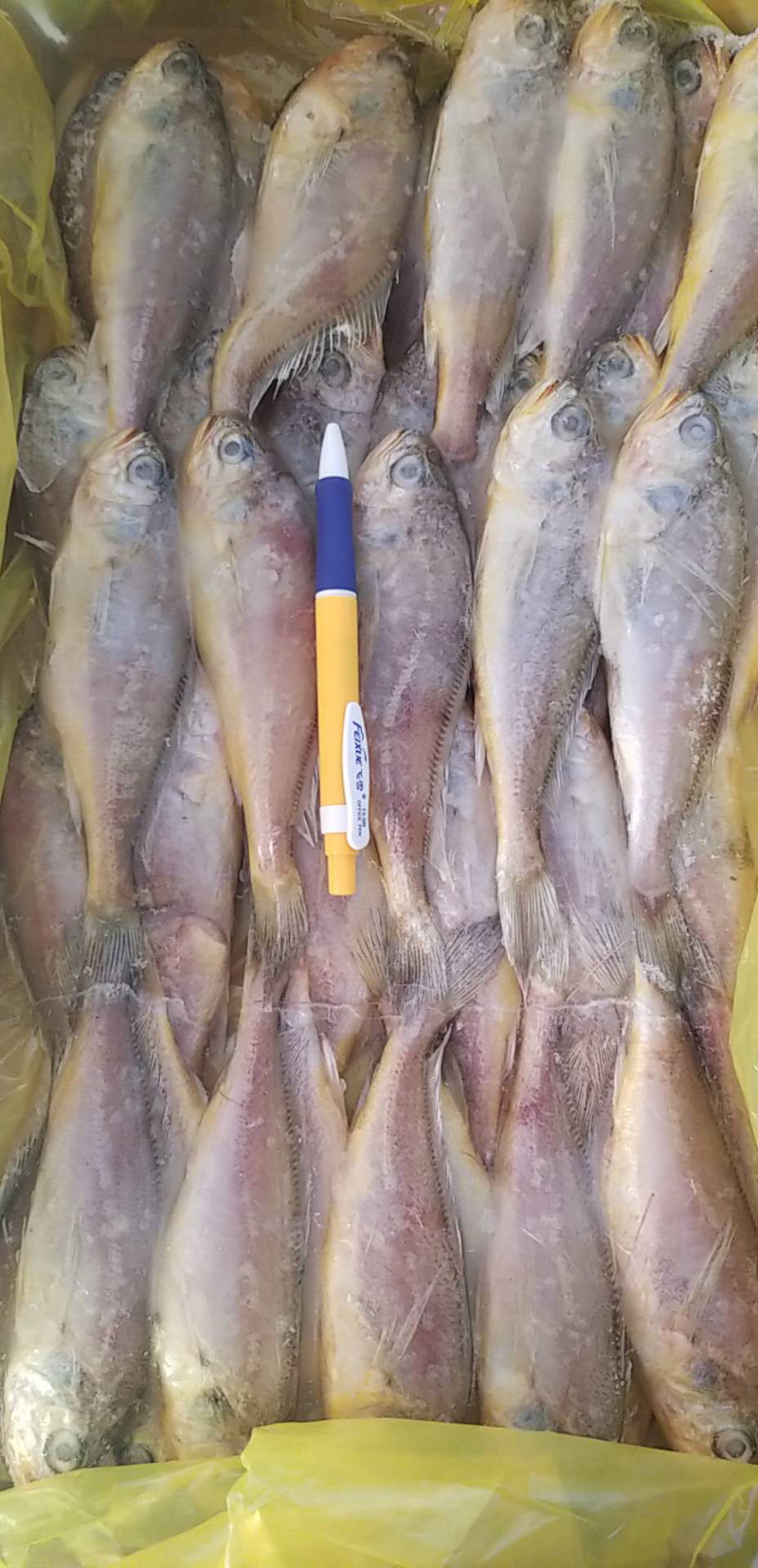 黄花鱼🐟