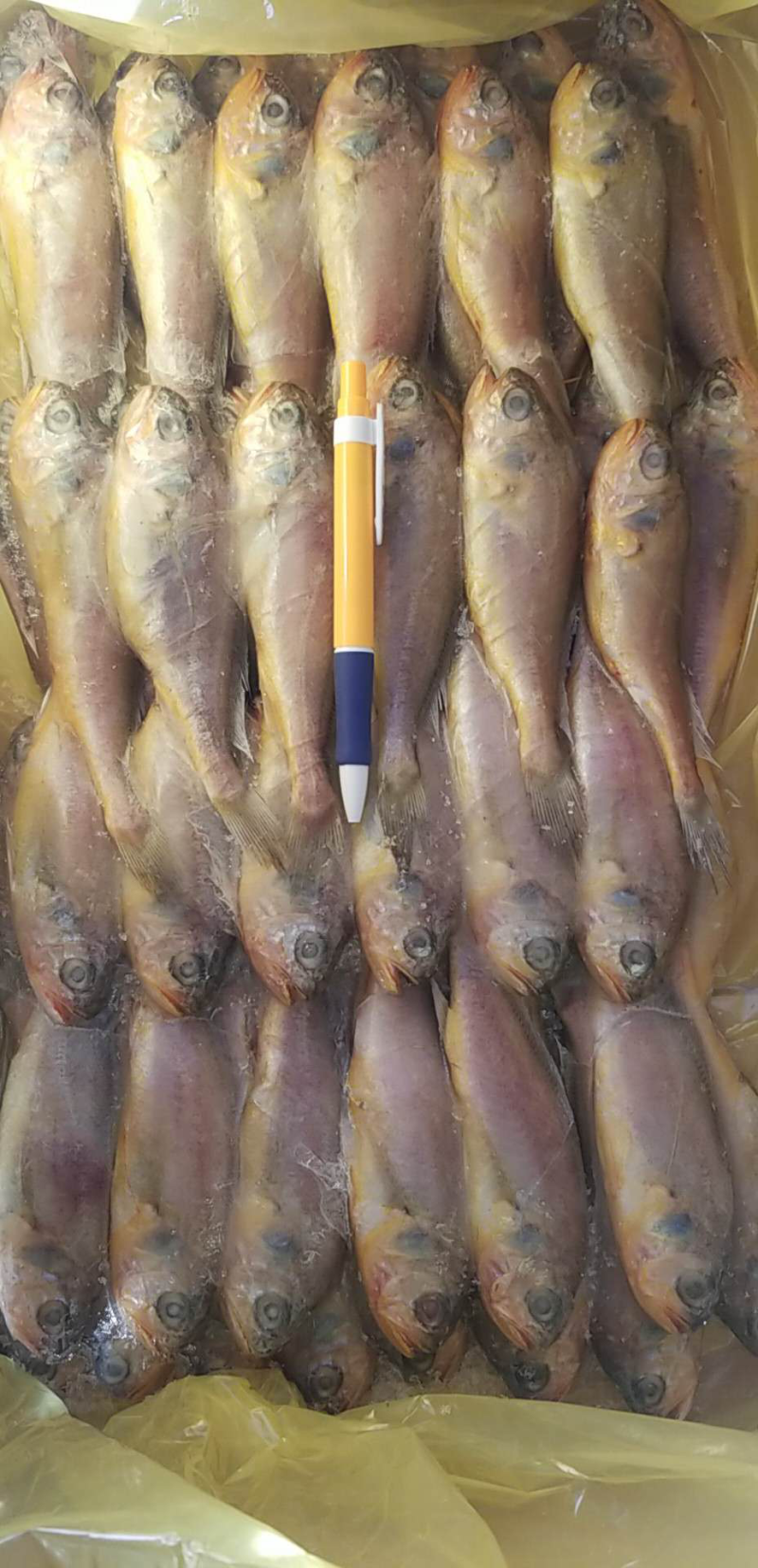 黄花鱼🐟
