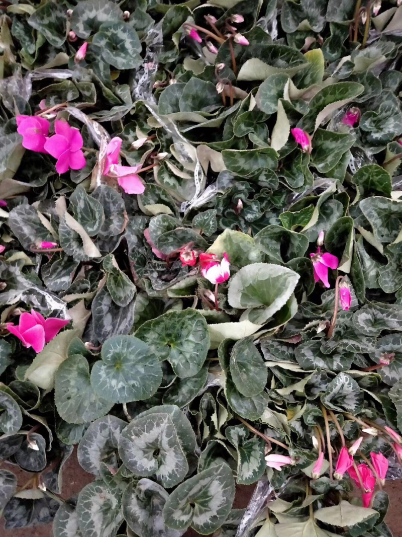 仙客来带花苞室内花卉重瓣迎客来四季开花好养大花苗观花