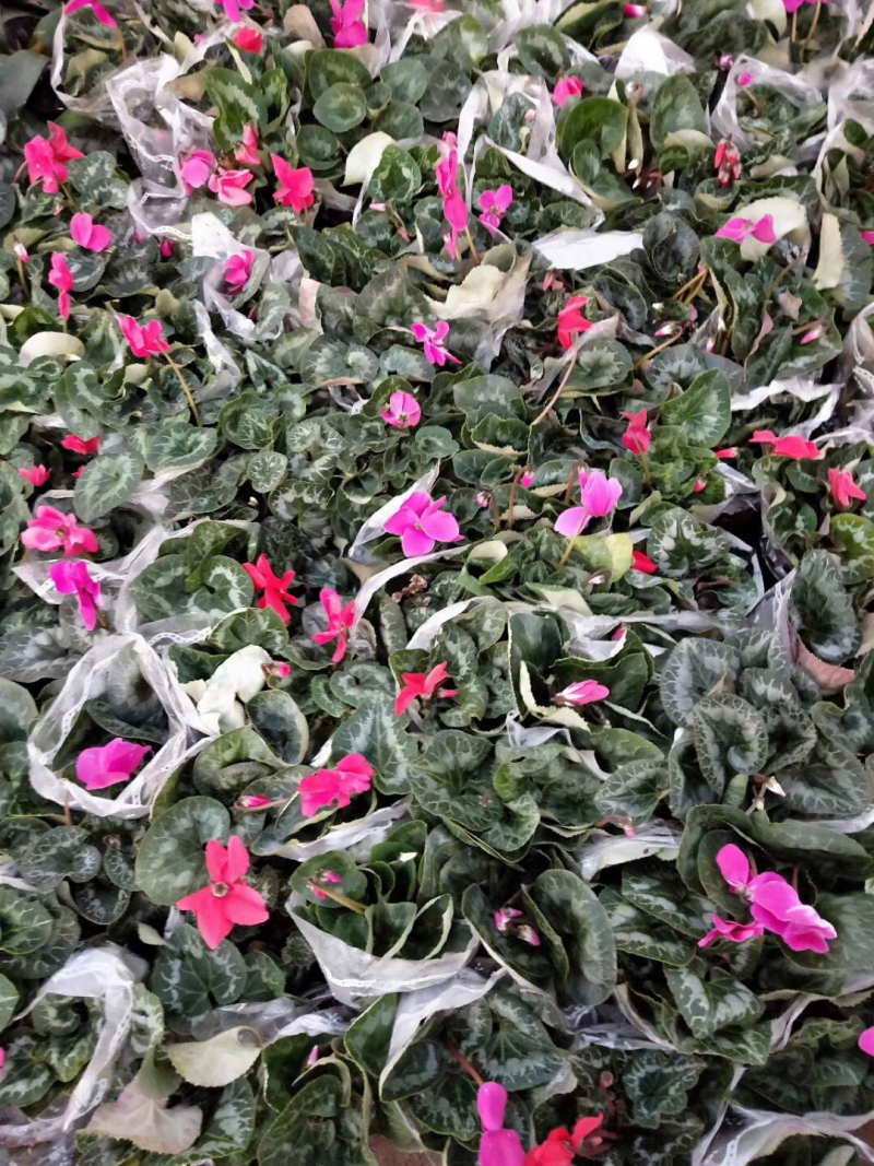 仙客来带花苞室内花卉重瓣迎客来四季开花好养大花苗观花