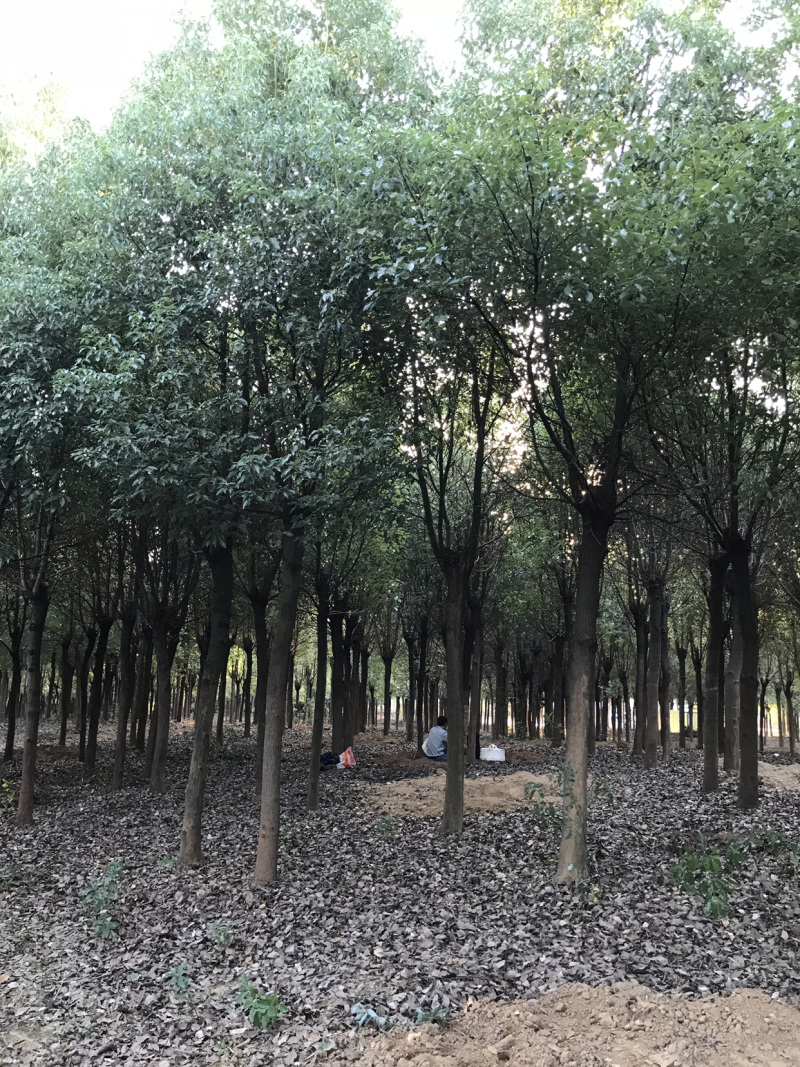 香樟，正宗小叶香樟，树形优美，规格齐全