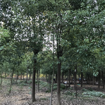 香樟，正宗小叶香樟，树形优美，规格齐全