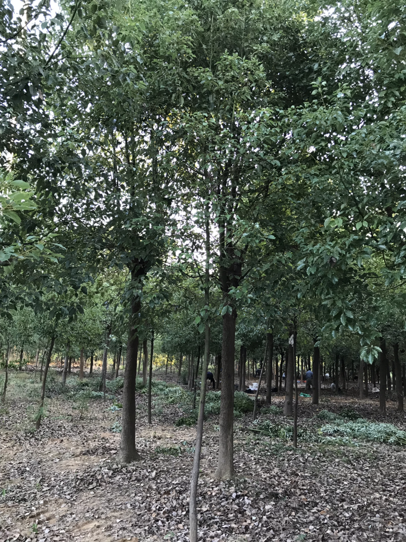 香樟，正宗小叶香樟，树形优美，规格齐全