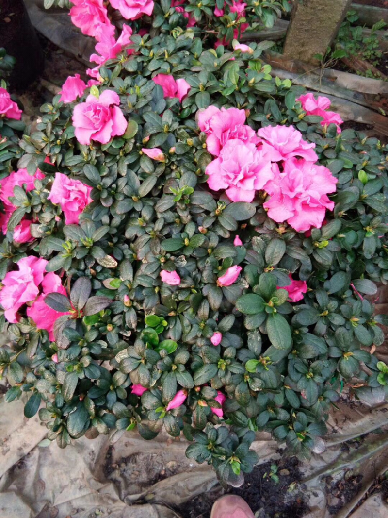 好货出售杜鹃花