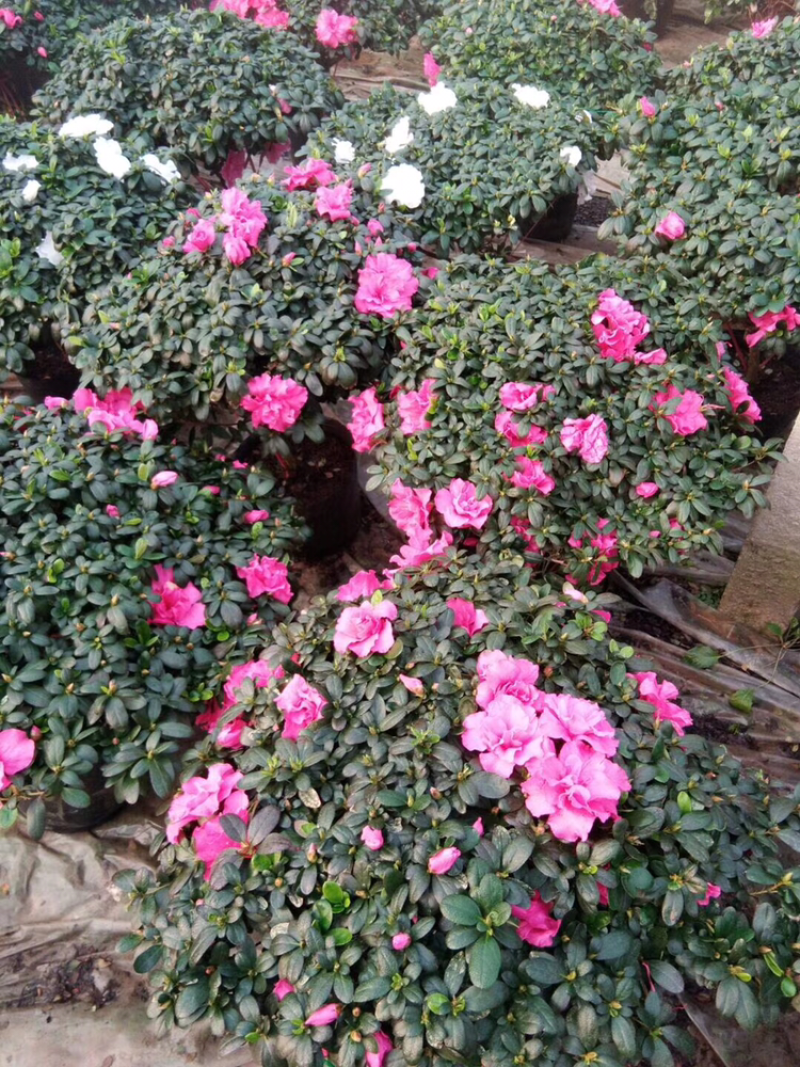 好货出售杜鹃花