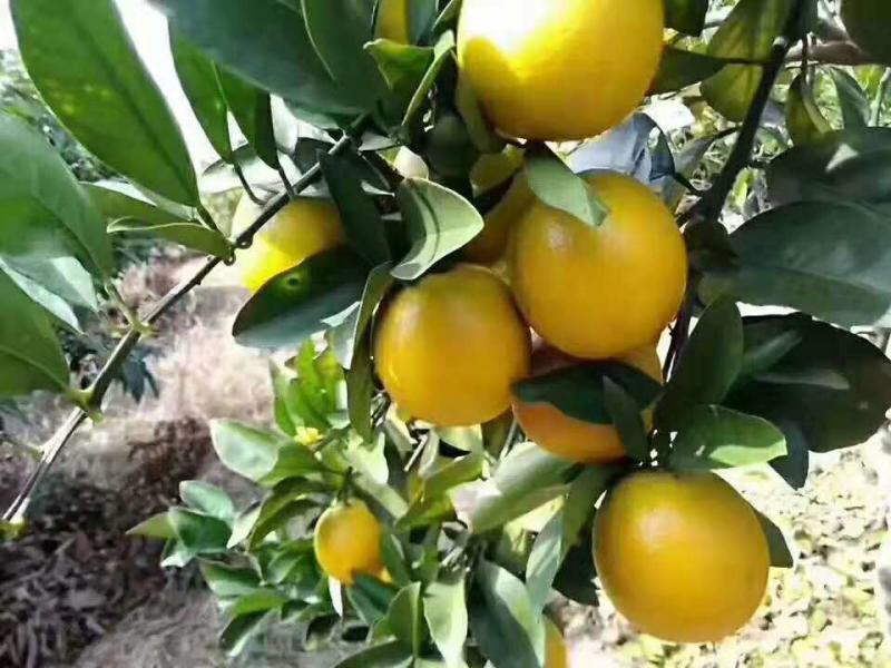红江橙