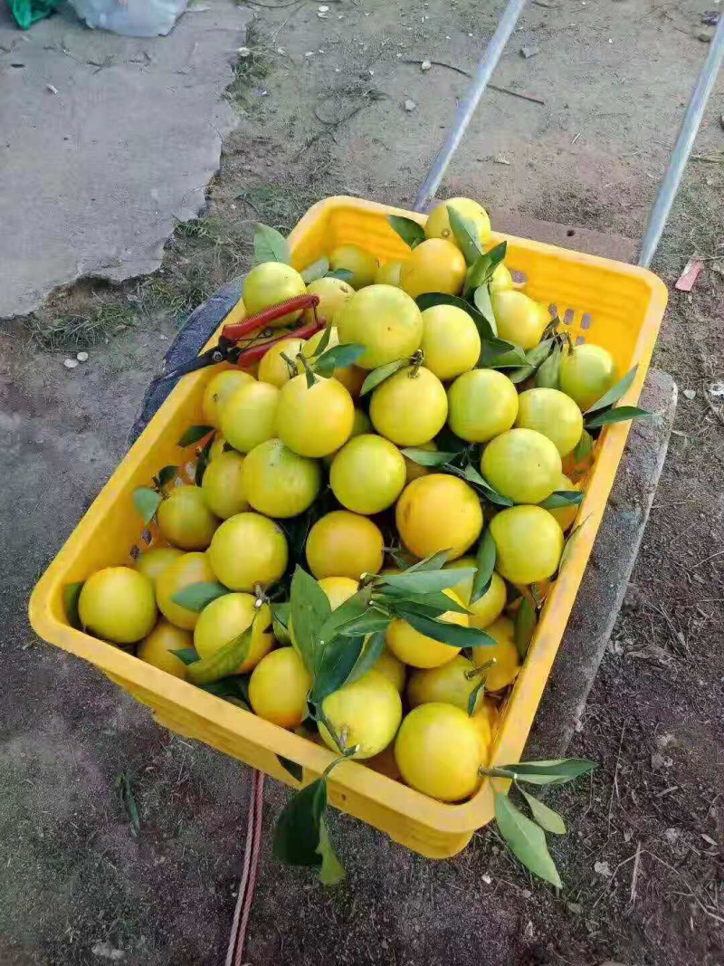 红江橙