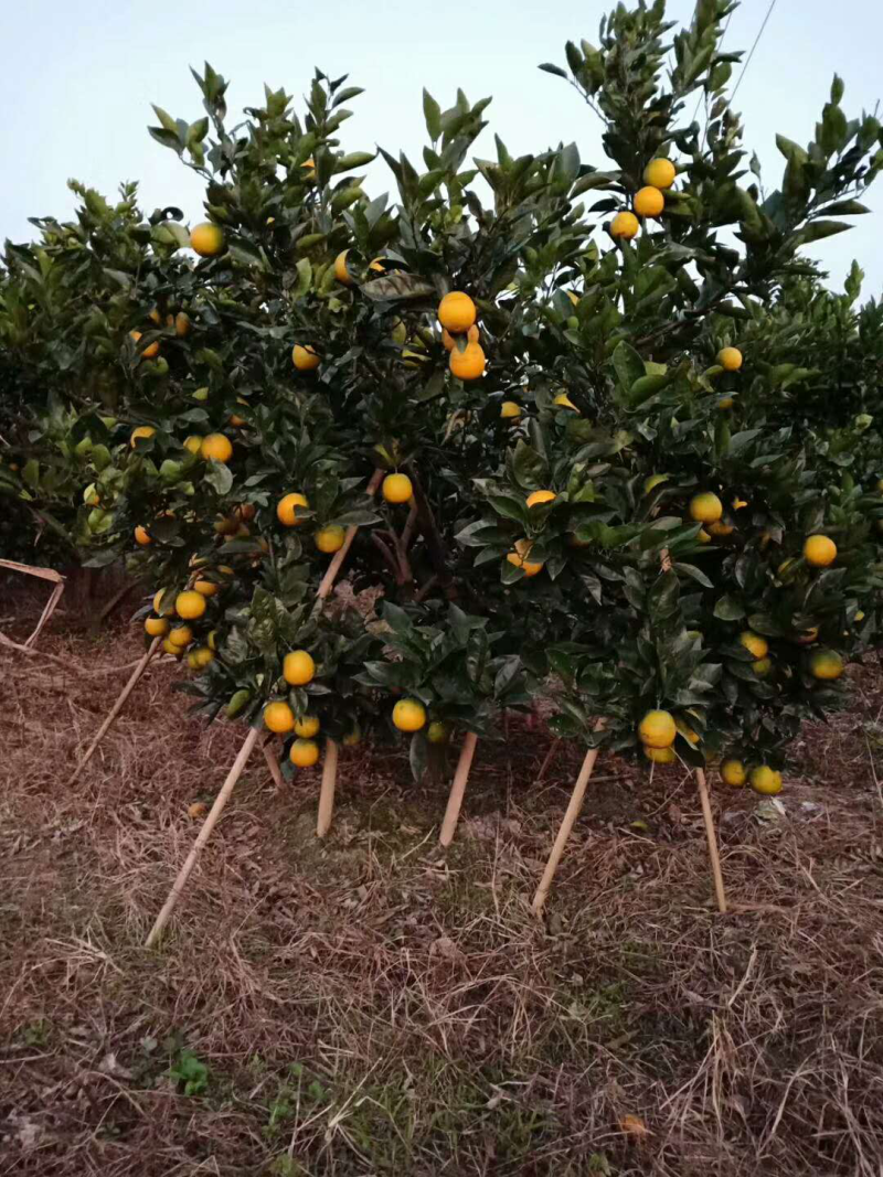 红江橙