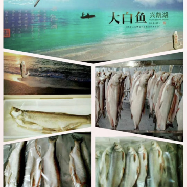 兴凯湖野生白鱼