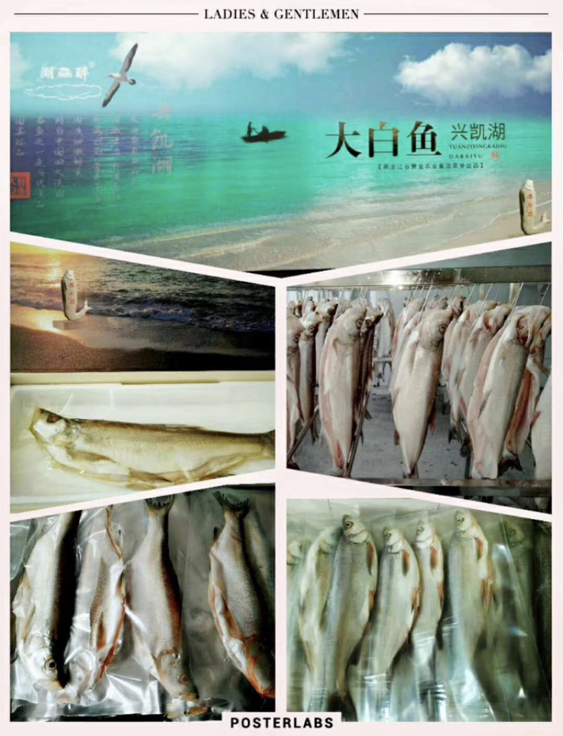 兴凯湖野生白鱼