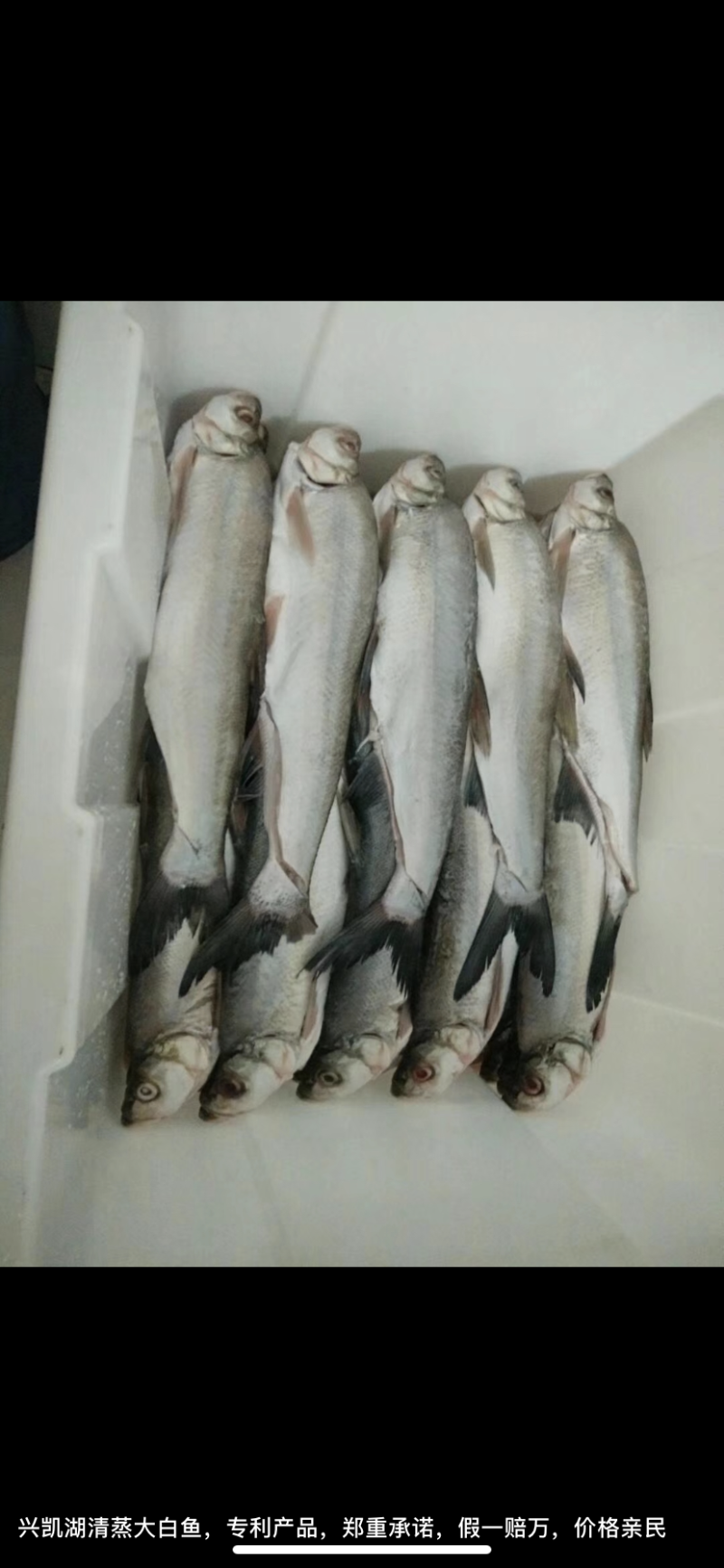 兴凯湖野生白鱼