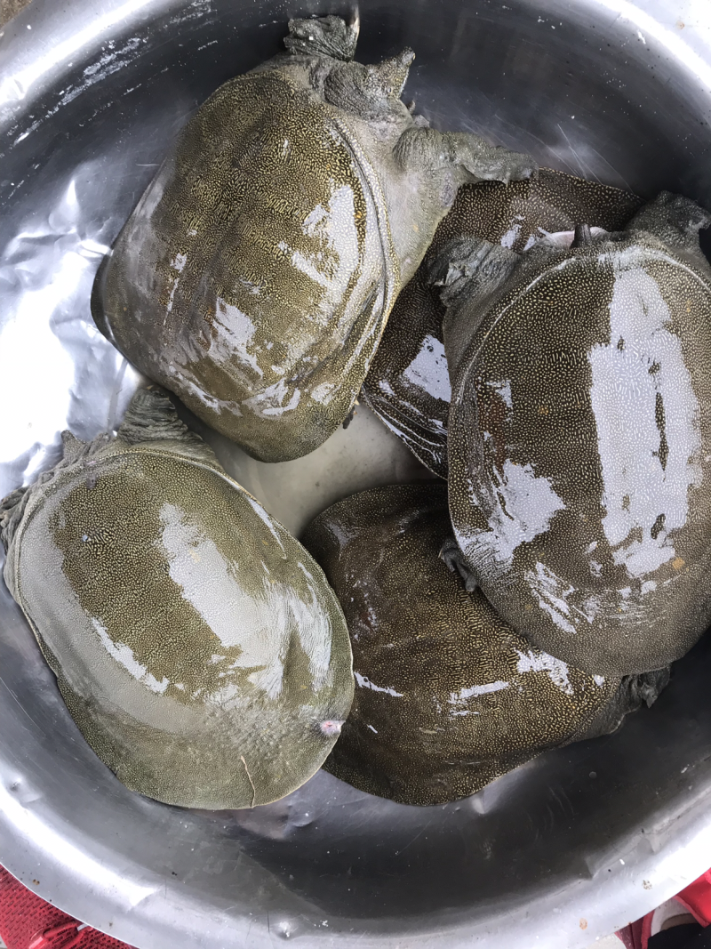 生态老甲鱼，8年以上老甲鱼，3-8斤都有
