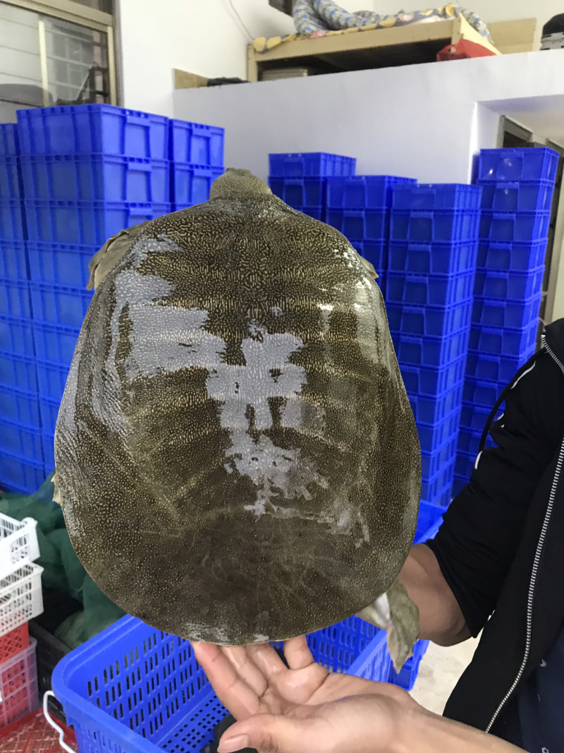 江西生态老甲鱼，3-8斤