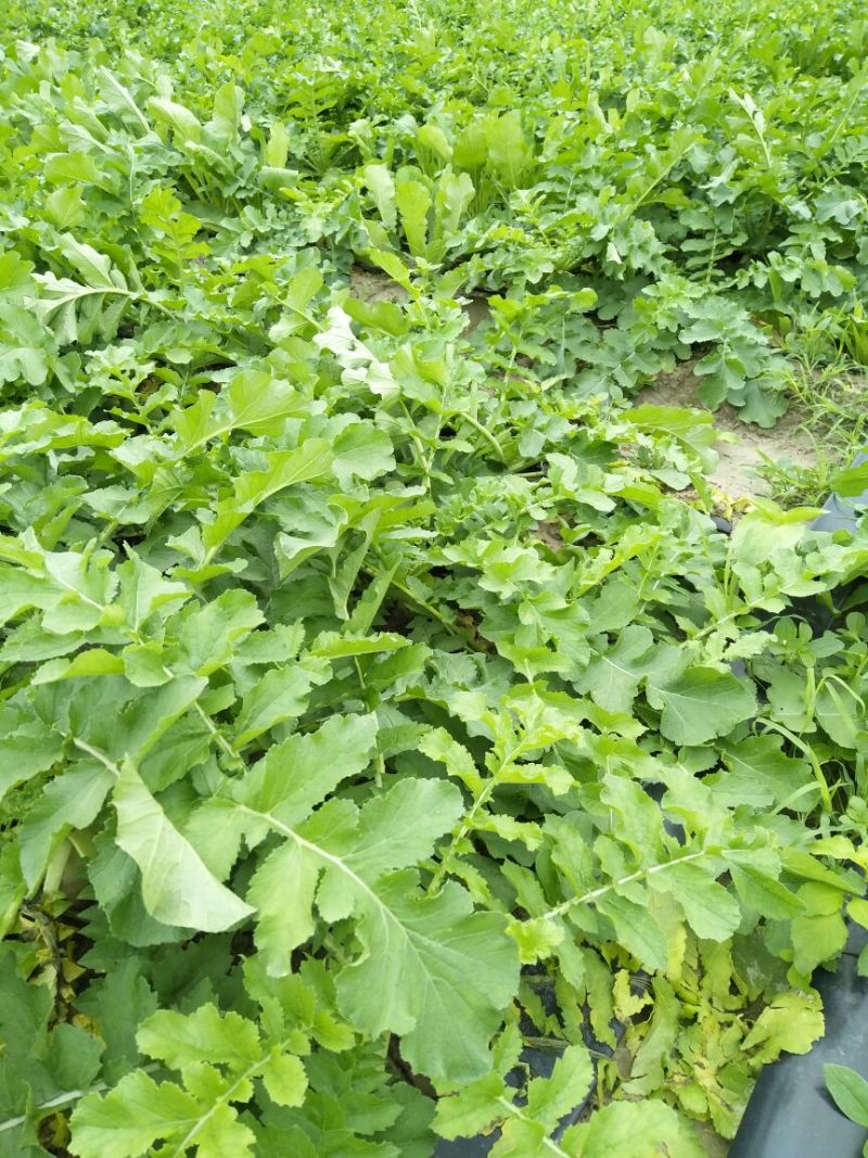 白萝卜1~1.5斤起
