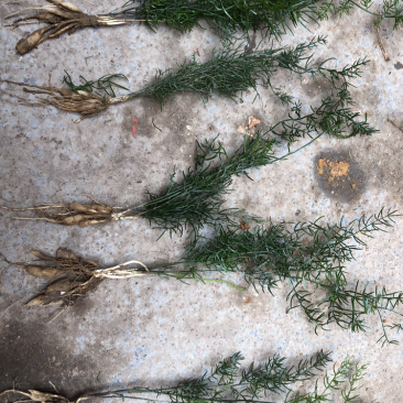 良种大天冬苗