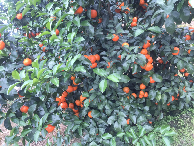 沙糖桔
