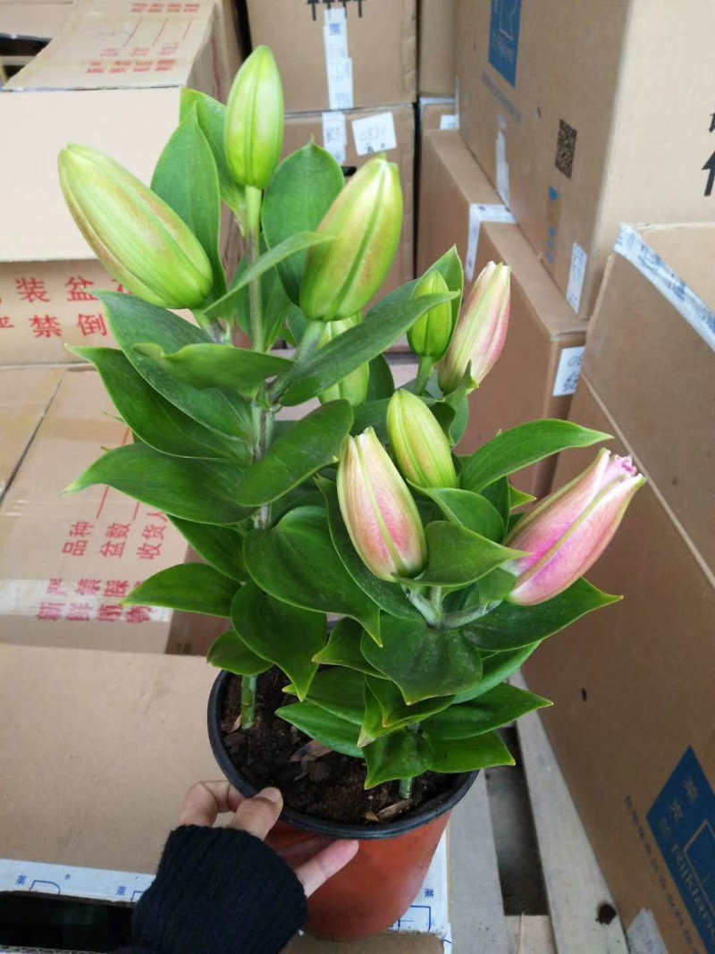 150#百合(纪念品)