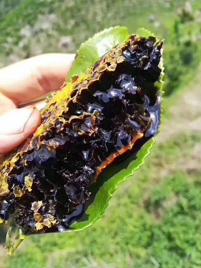 米团花缅甸黑晶蜜黑蜂蜜黑蜜