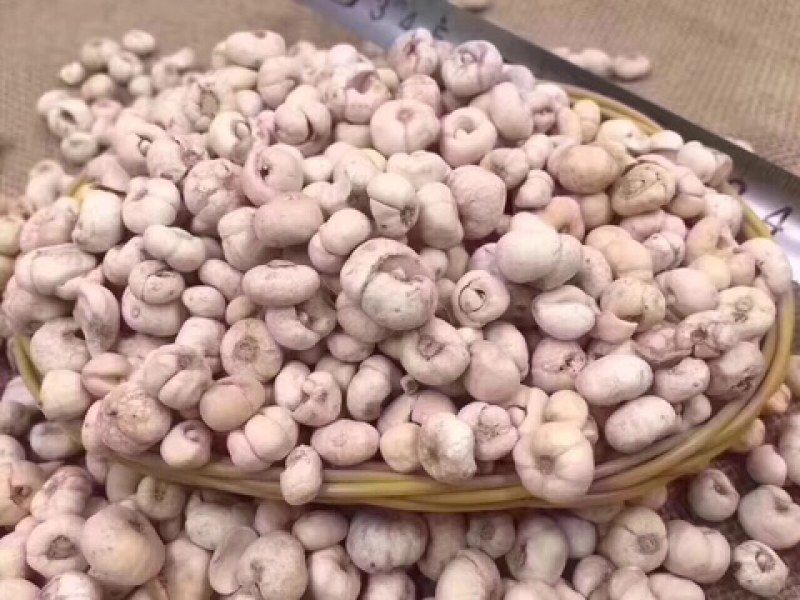 松花粉贝母
