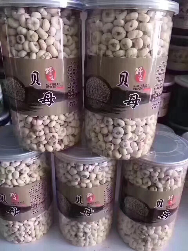 松花粉贝母