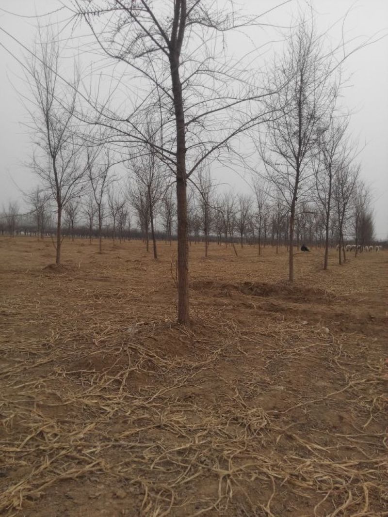 小叶榆树10~12cm8~10cm2.5~3m