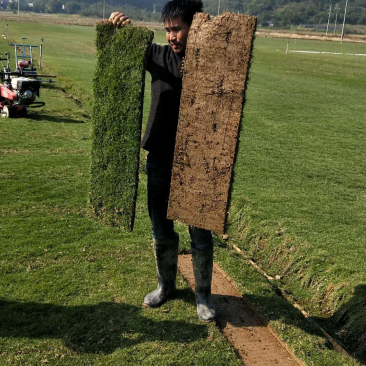 台湾草卷、马尼拉草、兰引三号草、大叶油草、夏威夷草、
