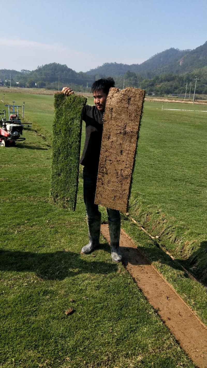 台湾草卷、马尼拉草、兰引三号草、大叶油草、夏威夷草、